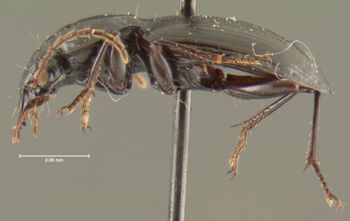 Media type: image;   Entomology 31857 Aspect: habitus lateral view